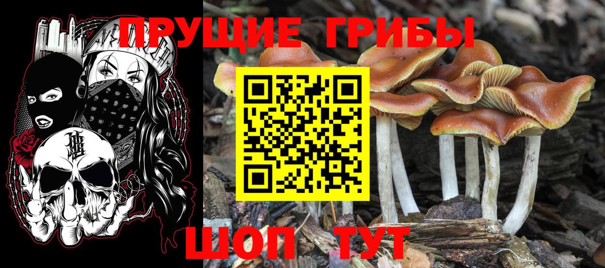 Галлюциногенные грибы прущие грибы  Галлюциногенные грибы Psilocybe  Алапаевск  Вход с VPN 